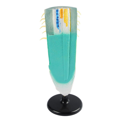 Plant root anatomy model – PVC root profile teaching aid for biology education