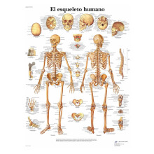 Anatomical Poster The Human Skeleton Laminated