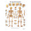 Anatomical Poster  The Human Skeleton Laminated 1