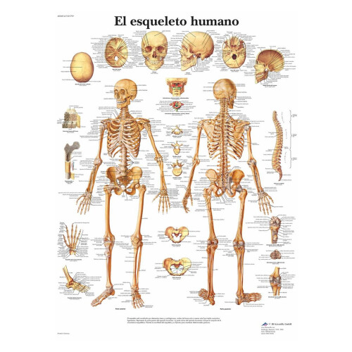 Anatomical Poster  The Human Skeleton Laminated