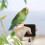 Extendable Bird Rope – 5m Auto-Retractable Parrot Fly Line with Bite-Resistant Wire 4