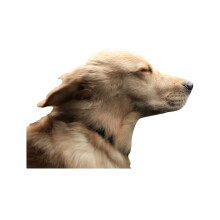 (Dog,Right)Queen Of England Car Window Stickers Character Funny Decalsfor Side Rightleft