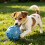 High Saturation Embossed Ball - Bones & Paw Prints - for Energetic Fun 3