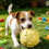 High Saturation Embossed Ball - Bones & Paw Prints - for Energetic Fun 2