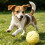 High Saturation Embossed Ball - Bones & Paw Prints - for Energetic Fun 5