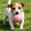 High Saturation Embossed Ball - Bones & Paw Prints - for Energetic Fun 4