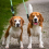 Double dog leash, detachable double dog leash 3
