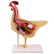 Study Teaching Model Realistic Chicken Anatomy Model Half Cross Section Biology Teaching Aids Offal Research