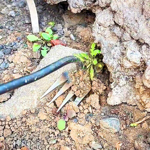 Unschleiker Pulling Tool  Root Removal Hand Weeder, Manual Weed Extractor, 4Claw Weed Puller 1
