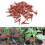 100PCS Plants Graft Clips Plastic Grafting Clips Practical Garden Plant Clips 1