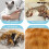 Cat Recovery Suit for Surgery, Professional Abdominal Wound Protector, Soft Stretchy Fabric, Size Medium 4