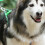 Cute and Soft, Durable Nylon Collars, Suitable for Various Dog Breeds (Bright Colors) 3