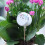 Efficient Soil Moisture Meter Plug And Read Design Prevent Over Under Watering Multicolor 4
