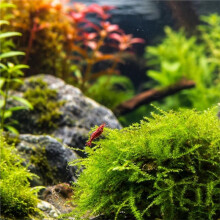 Tana per Gamberetti per Muschio e Piante, Confezione da 2 Nascondigli per Acquario per Neocaridina, Gamberetti Ciliegia e Gamberetti Nani, Decorazione