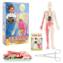 Lotvic Human Body Model for Kids, 32cm Human Body Model, Human Torso Anatomy Model with 9 Organs, Learning Anatomical Skeleton Model