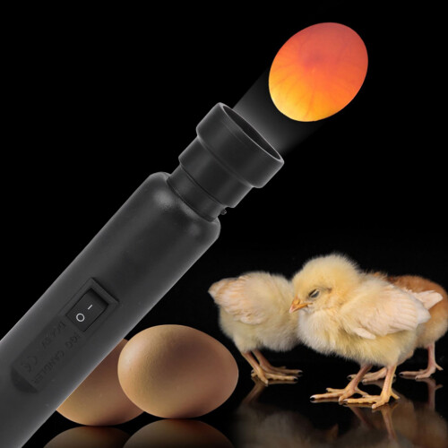 Eierkerze USB LED Kaltlicht für Enteneier