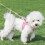 No-Pull Dog Harness – Adjustable Reflective Breathable Mesh Safety Harness 2