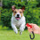 Dog Training Clicker – Pet Behavior Training Tool with Wrist Strap 4