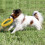 Interactive Dog Pull Ring – Durable Tug Toy for Retrievers (Large 29cm) 6