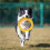Interactive Dog Pull Ring – Tug Toy for Labradors (Two Sizes Available) 8