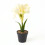 Homescapes Faux Cream Amaryllis in Pot, 36cm 1
