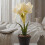 Homescapes Faux Cream Amaryllis in Pot, 36cm 2