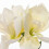 Homescapes Faux Cream Amaryllis in Pot, 36cm 3
