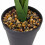 Homescapes Faux Cream Amaryllis in Pot, 36cm 4