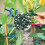Ensemble de 40 pinces à plantes robustes, outils de taille de jardin indispensables 3