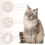 Foldable Cat Backpack Carrier – Breathable Portable Pet Bag with Mesh Window 3