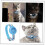 Reflective Cat Collar with Tracker Holder – Adjustable Pet Collar, XS 3