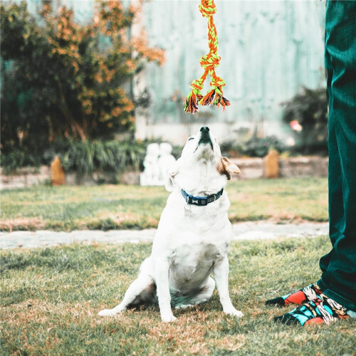 Dog Flirt Pole Toy – Interactive Training Stick with Natural Cotton Rope 2