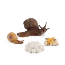 (Snail1)Simulation Solid Turtle Chick Frog Animal Growth Cycle Montessori Teaching Aids