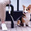 (White) Powerful Anti-Lost Elastic Dog Leash Rope for Medium Small Dogs 3