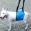 (Blue, M) Adjustable Soft Padded No Pull Dog Lift Harness Pet Carrier for Training Support XL Blue 5