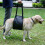 (Blue, S) Adjustable Soft Padded No Pull Dog Lift Harness Pet Carrier for Training Support XL Blue 4