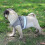 (Red, S) Escape Proof Cat Harness Secure No Pull Pet Harness for Walking Cats 3