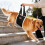 (S) Dog Carrier with Handle & No-Pull Clip for Elderly Disabled Dogs Most Sizes S 4