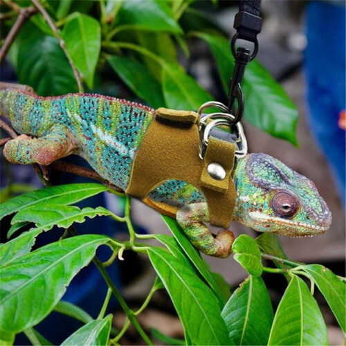 Reptile Leash & Harness Set – 6-Piece Lizard Walking Set 2