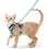 Reflective Cat Harness Vest – Adjustable Breathable Leash Set (Light Blue S) 1