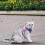 Vest-Style Cat Harness – Escape-Proof Reflective Safety Harness 3