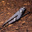 Nattools Pen Leather Scratch Gauge - 4803 Adjustable Stitching Spacing Tool for DIY Leathercraft 5