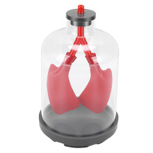 Pissente Lung Breathing Demonstration Model, Rubber Diaphragm Simulator, Teaching Aid for Biology Classes, Size