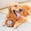 Interactive Dog Toys for Large Dogs 2
