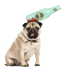 Halloween Pet Costume Bottle Headband Bloody Headdress for