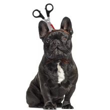 Bloody Scissor Headband Pet Costume for Dogs and Cats