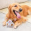 Interactive Dog Toys for Large Dogs 2