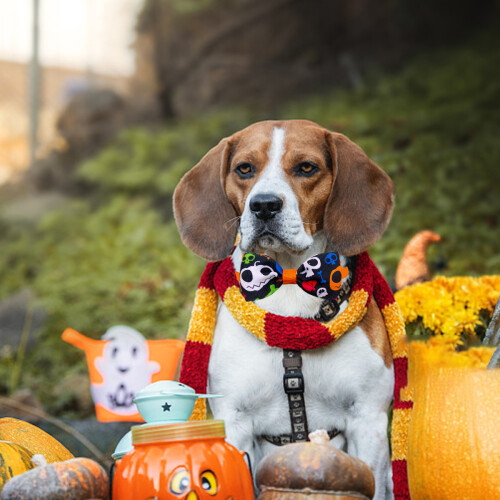 Halloween Pet Bow Tie Collars 4 pcs 2