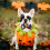 Halloween Pet Bow Tie Collars 4 pcs 4