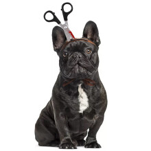 Halloween Hats for Dogs and Cats Funny Props